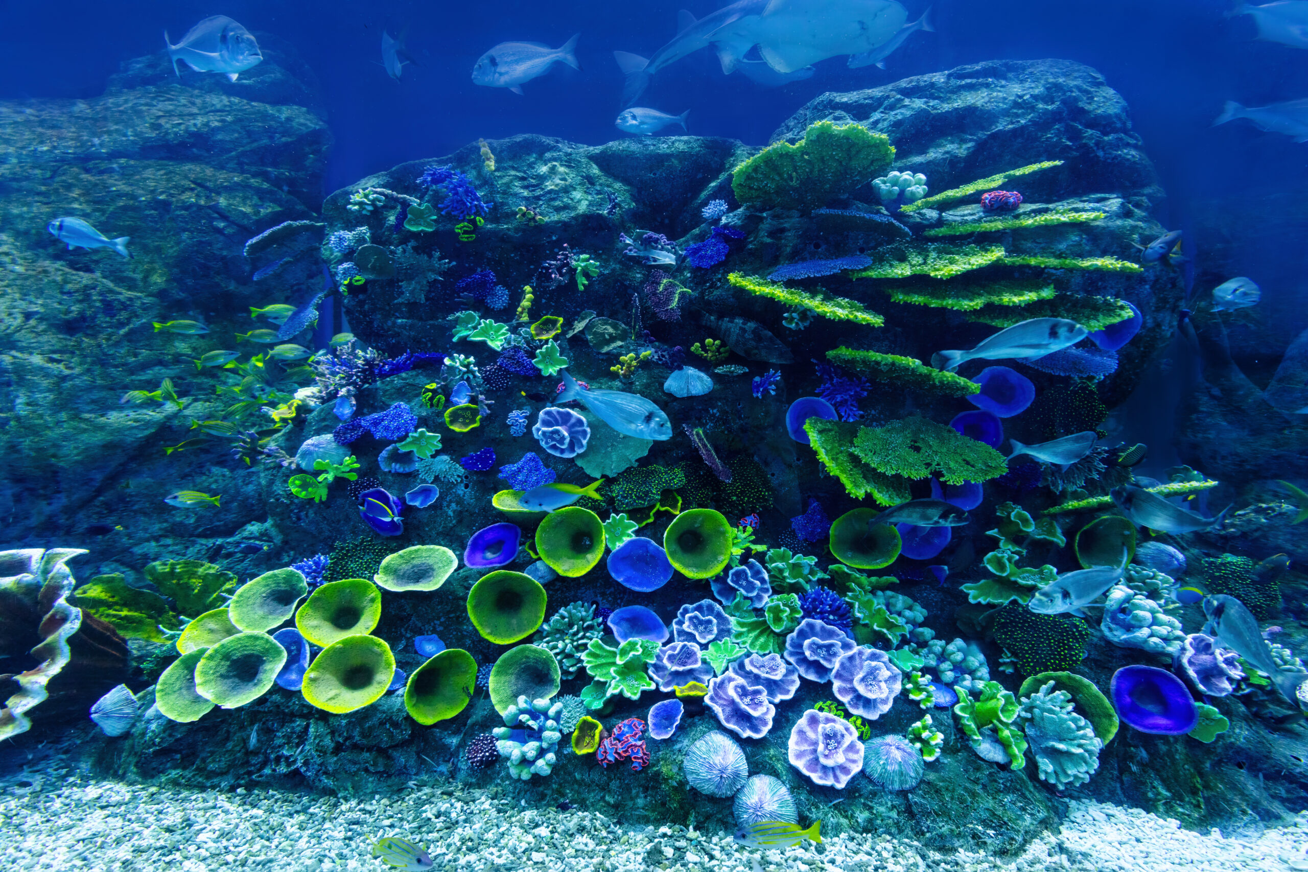Shallow Seas – Continental Shelf, Coral, Plankton and Kelp