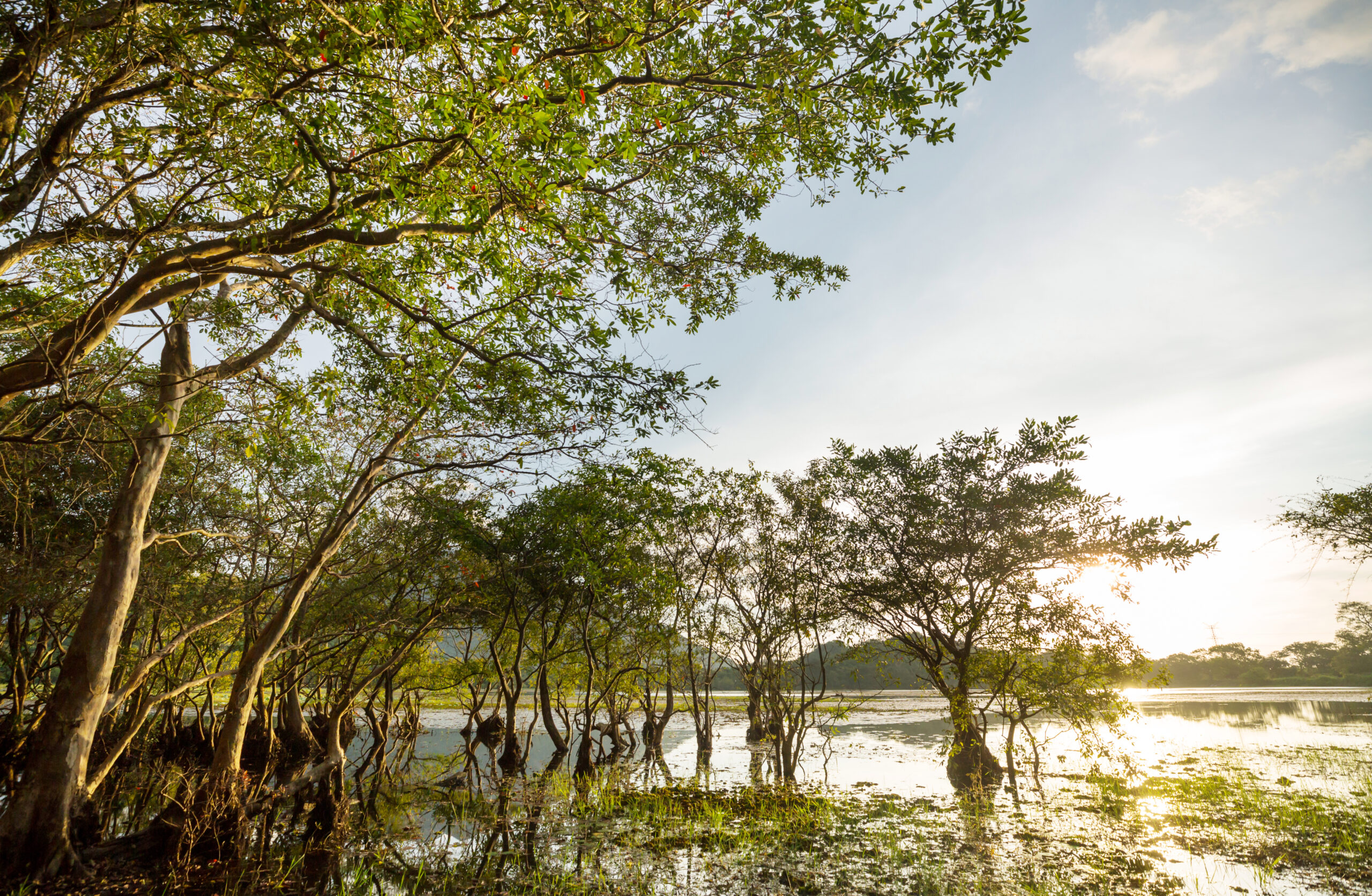 Wetlands – Mangroves, Marshes and Bogs