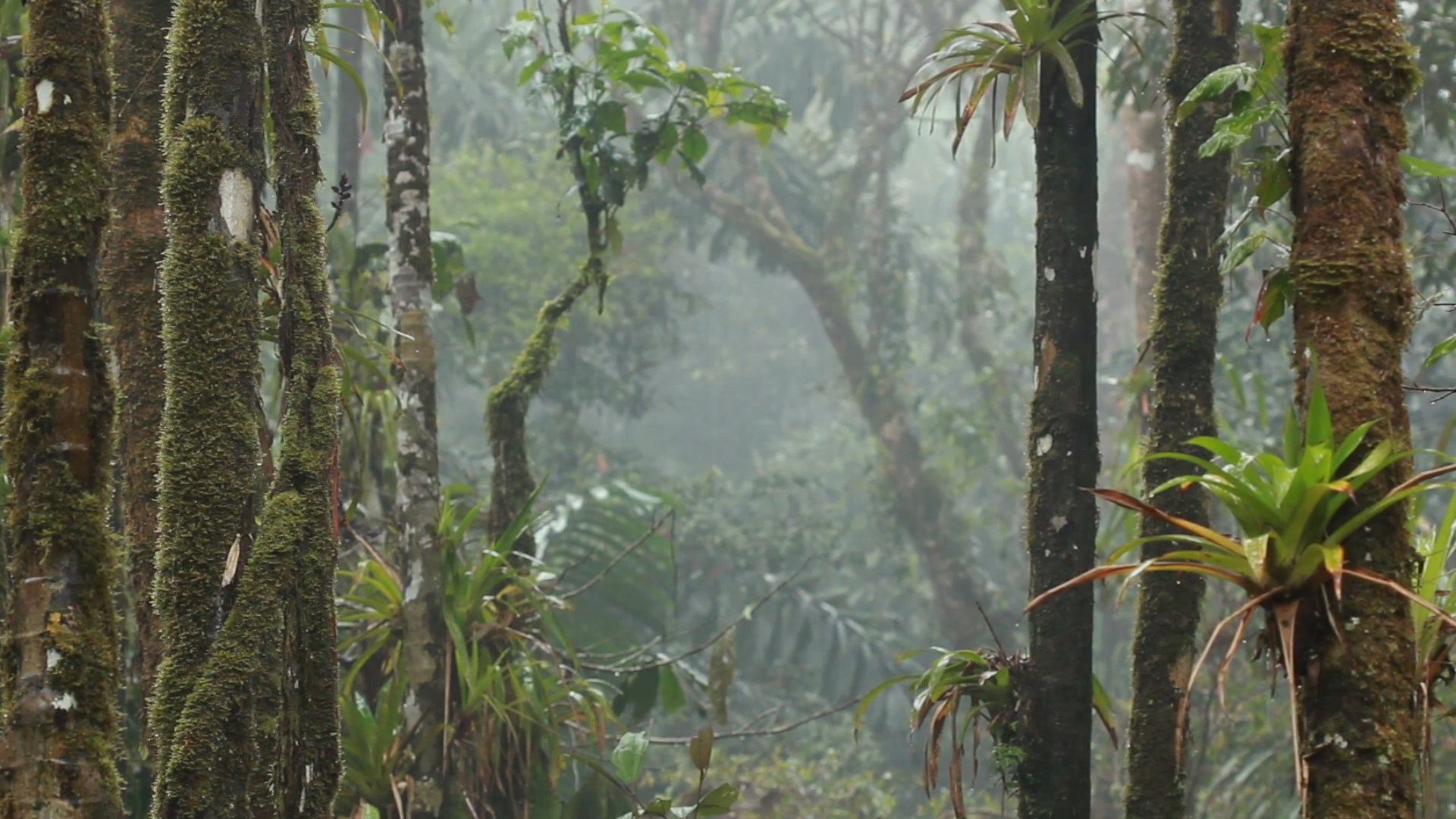 Tropical Rainforest (1)